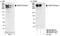 AKAP12 antibody, NB100-68211, Novus Biologicals, Western Blot image 