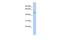 LIM Homeobox 5 antibody, PA5-40683, Invitrogen Antibodies, Western Blot image 