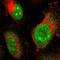 REST corepressor 3 antibody, HPA007413, Atlas Antibodies, Immunofluorescence image 