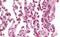 Speckle Type BTB/POZ Protein Like antibody, MBS248707, MyBioSource, Immunohistochemistry paraffin image 