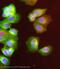 Patatin Like Phospholipase Domain Containing 3 antibody, ab81874, Abcam, Immunofluorescence image 