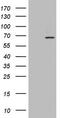 Phosphodiesterase 1A antibody, TA803635S, Origene, Western Blot image 