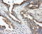 Nitrilase Family Member 2 antibody, LS-C115148, Lifespan Biosciences, Immunohistochemistry paraffin image 