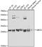 Ubiquitin Conjugating Enzyme E2 S antibody, A4658, ABclonal Technology, Western Blot image 