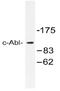 ABL Proto-Oncogene 1, Non-Receptor Tyrosine Kinase antibody, AP20540PU-N, Origene, Western Blot image 