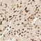 Bestrophin 1 antibody, NB300-164, Novus Biologicals, Immunohistochemistry paraffin image 