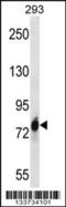 Cadherin 16 antibody, 57-241, ProSci, Western Blot image 