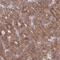 WD Repeat Domain 59 antibody, NBP1-82305, Novus Biologicals, Immunohistochemistry frozen image 