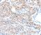 ADAM Metallopeptidase Domain 32 antibody, MBS2517515, MyBioSource, Immunohistochemistry frozen image 