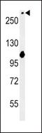 Notch Receptor 3 antibody, PA5-13203, Invitrogen Antibodies, Western Blot image 