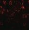 Chromodomain Helicase DNA Binding Protein 7 antibody, NBP2-41133, Novus Biologicals, Immunocytochemistry image 