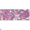 EPH Receptor A1 antibody, LS-C812449, Lifespan Biosciences, Immunohistochemistry paraffin image 