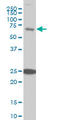 E3 ubiquitin/ISG15 ligase TRIM25 antibody, LS-B12178, Lifespan Biosciences, Western Blot image 