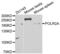 RNA Polymerase II Subunit A antibody, abx001719, Abbexa, Western Blot image 