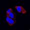 Fibroblast Growth Factor 21 antibody, MAB25372, R&D Systems, Immunofluorescence image 