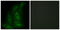 Collagen alpha-6(IV) chain antibody, LS-C119459, Lifespan Biosciences, Immunofluorescence image 