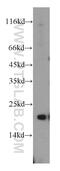 Secretion Associated Ras Related GTPase 1A antibody, 15350-1-AP, Proteintech Group, Western Blot image 