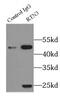 Reticulon 3 antibody, FNab07523, FineTest, Immunoprecipitation image 