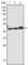 Keratin 17 antibody, abx015731, Abbexa, Western Blot image 