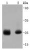 Heat Shock Protein Family B (Small) Member 1 antibody, NBP2-67844, Novus Biologicals, Western Blot image 