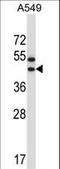 Olfactory Receptor Family 56 Subfamily A Member 1 antibody, LS-C163226, Lifespan Biosciences, Western Blot image 