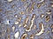 HCLS1 Binding Protein 3 antibody, LS-C798926, Lifespan Biosciences, Immunohistochemistry paraffin image 