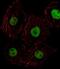 Homeobox D8 antibody, PA5-35217, Invitrogen Antibodies, Immunofluorescence image 