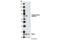 Neurofibromin 2 antibody, 9163S, Cell Signaling Technology, Western Blot image 