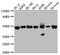 Actin Related Protein 3 antibody, CSB-RA213635A0HU, Cusabio, Western Blot image 