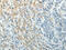 Paxillin antibody, CSB-PA815853, Cusabio, Immunohistochemistry paraffin image 