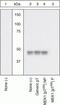 Mitogen-Activated Protein Kinase Kinase 1 antibody, 44-458G, Invitrogen Antibodies, Western Blot image 