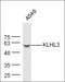 Kelch Like Family Member 3 antibody, orb2288, Biorbyt, Western Blot image 