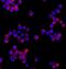 Triggering Receptor Expressed On Myeloid Cells 2 antibody, AF1729, R&D Systems, Immunocytochemistry image 