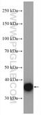 Glycerol-3-Phosphate Dehydrogenase 1 Like antibody, 17263-1-AP, Proteintech Group, Western Blot image 