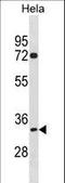 TIMELESS-interacting protein antibody, LS-C156224, Lifespan Biosciences, Western Blot image 