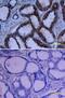 Growth Hormone Receptor antibody, BAF1210, R&D Systems, Immunohistochemistry frozen image 