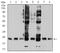 RAS Like Proto-Oncogene B antibody, NBP2-61831, Novus Biologicals, Western Blot image 