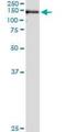 Ubiquitin Specific Peptidase 33 antibody, orb94689, Biorbyt, Immunoprecipitation image 