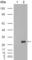 CA1 antibody, abx010481, Abbexa, Western Blot image 