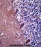 Tetratricopeptide Repeat Domain 13 antibody, abx027529, Abbexa, Immunohistochemistry paraffin image 