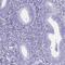 Synaptonemal Complex Protein 1 antibody, NBP2-54674, Novus Biologicals, Immunohistochemistry paraffin image 