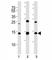Small Ubiquitin Like Modifier 2 antibody, F42497-0.4ML, NSJ Bioreagents, Immunohistochemistry frozen image 