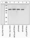 TTK Protein Kinase antibody, 44-1325G, Invitrogen Antibodies, Western Blot image 