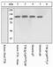 TTK Protein Kinase antibody, 44-1325G, Invitrogen Antibodies, Western Blot image 