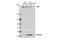 ATRX Chromatin Remodeler antibody, 14820S, Cell Signaling Technology, Western Blot image 