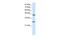 Hes Family BHLH Transcription Factor 6 antibody, PA5-40617, Invitrogen Antibodies, Western Blot image 