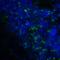 CD276 Molecule antibody, RF16094, ProSci Inc, Immunofluorescence image 