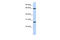 DnaJ Heat Shock Protein Family (Hsp40) Member C1 antibody, 26-444, ProSci, Enzyme Linked Immunosorbent Assay image 