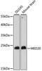 Mediator Complex Subunit 20 antibody, 16-216, ProSci, Western Blot image 