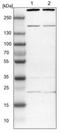 SYF2 Pre-MRNA Splicing Factor antibody, NBP1-92463, Novus Biologicals, Western Blot image 